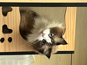 Lulu's Pet Store