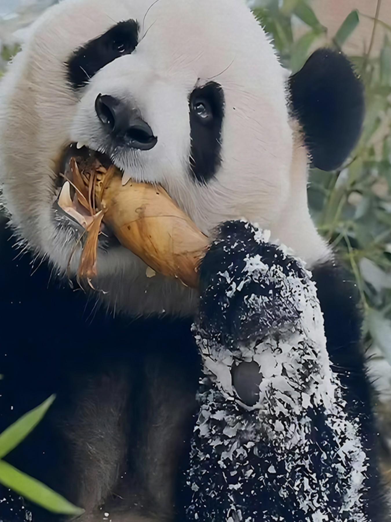 Men's Trendy Print T-Shirt, Casual Short Sleeve, Comfortable Fabric, Panda Eating Bamboo Design, Perfect for Daily Wear, All Seasons