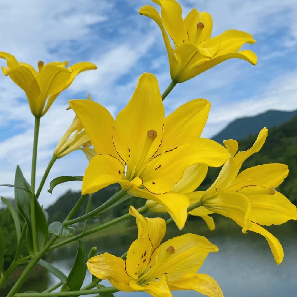 Flower Yellow Eye Lotus Bulbs - Red root, true flowering bulbs, suitable for spring planting, for home garden or outdoor flower bed decoration.