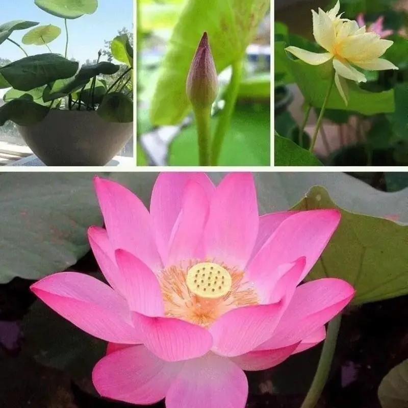 Lotus Seeds Mixed Colors, Water Lily Flower Plant Seeds - Great Oramental Courtyard Viable Aquatic Water Features Seeds - Bonsai Home Garden Pond Decor