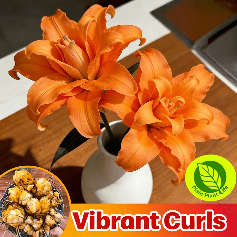 Orange Asian Lily bulb, easy to plant and cold-resistant, suitable for indoor and outdoor cultivation, long flowering period and bright color, balcony garden landscaping products, novice-friendly bulbs, holiday gifts