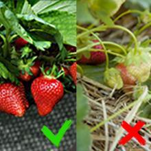 TikTokShopBlackFriday Durable Weed Barrier Landscape Fabric 3.2oz PP Woven Ground Cover Chemical-free