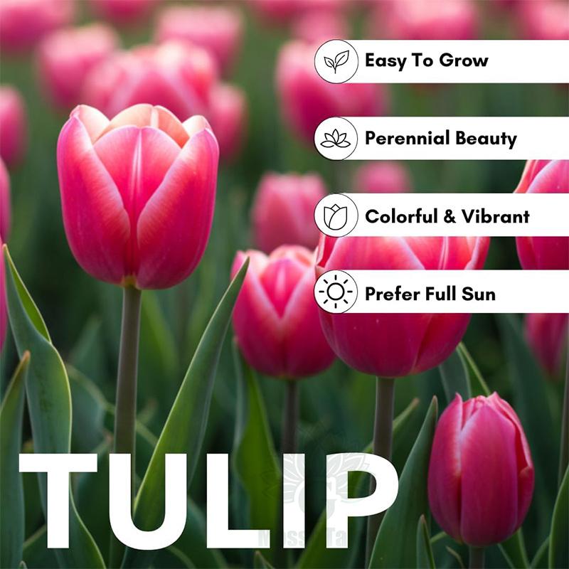 Easily grow tulip bulbs - no gardening experience required, perfect for DIY bouquets and home decor. Extremely cold resistant, perfect for landscaping balconies and patios.