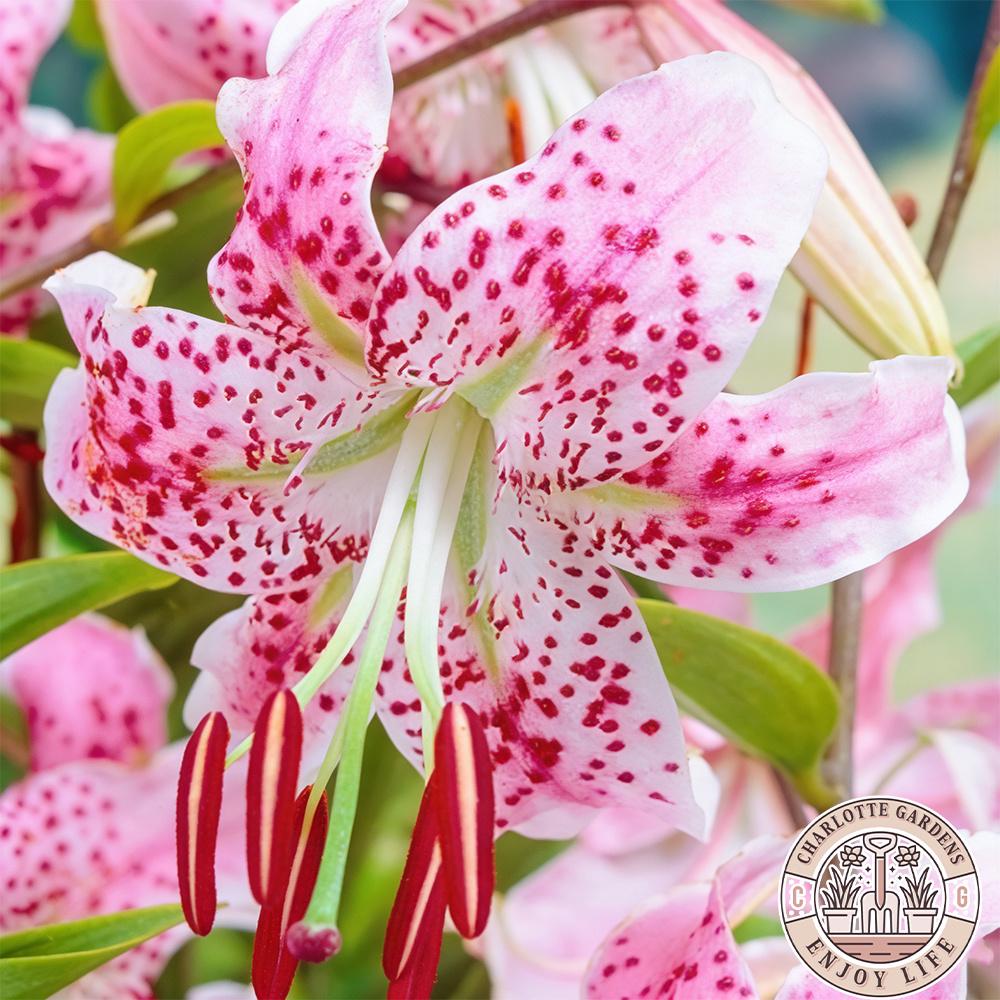 Blush Romantic Lily Bulbs | Classic pink and white flowers, fragrant and elegant in form. Easy-to-grow perennial bulbs add timeless beauty and a touch of romance to any garden or home