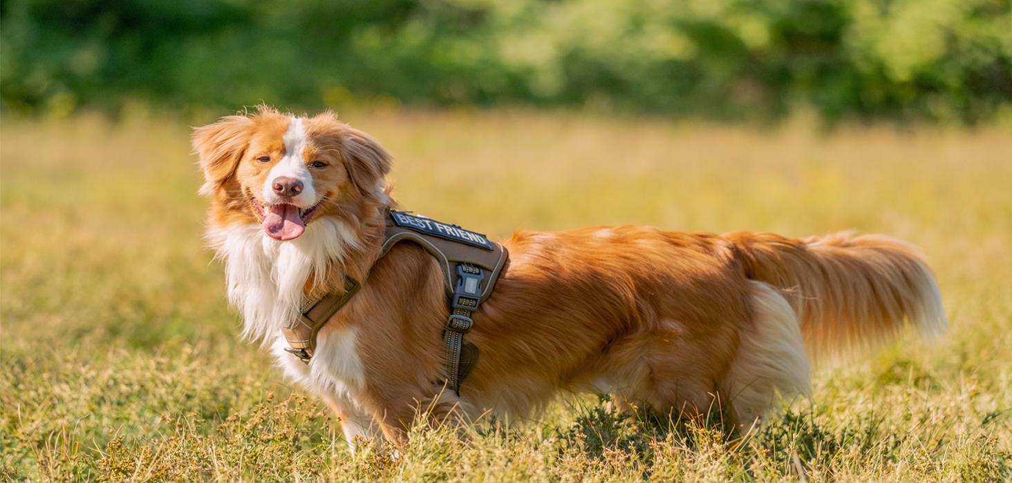 AUROTH Tactical Dog Harness – Universal Harness, Walking Harness & Safety Harnesses for Small to Large Dogs, Durable Reflective, Easy to Control, No Pull Adjustable Pet Harness, Pet Supplies