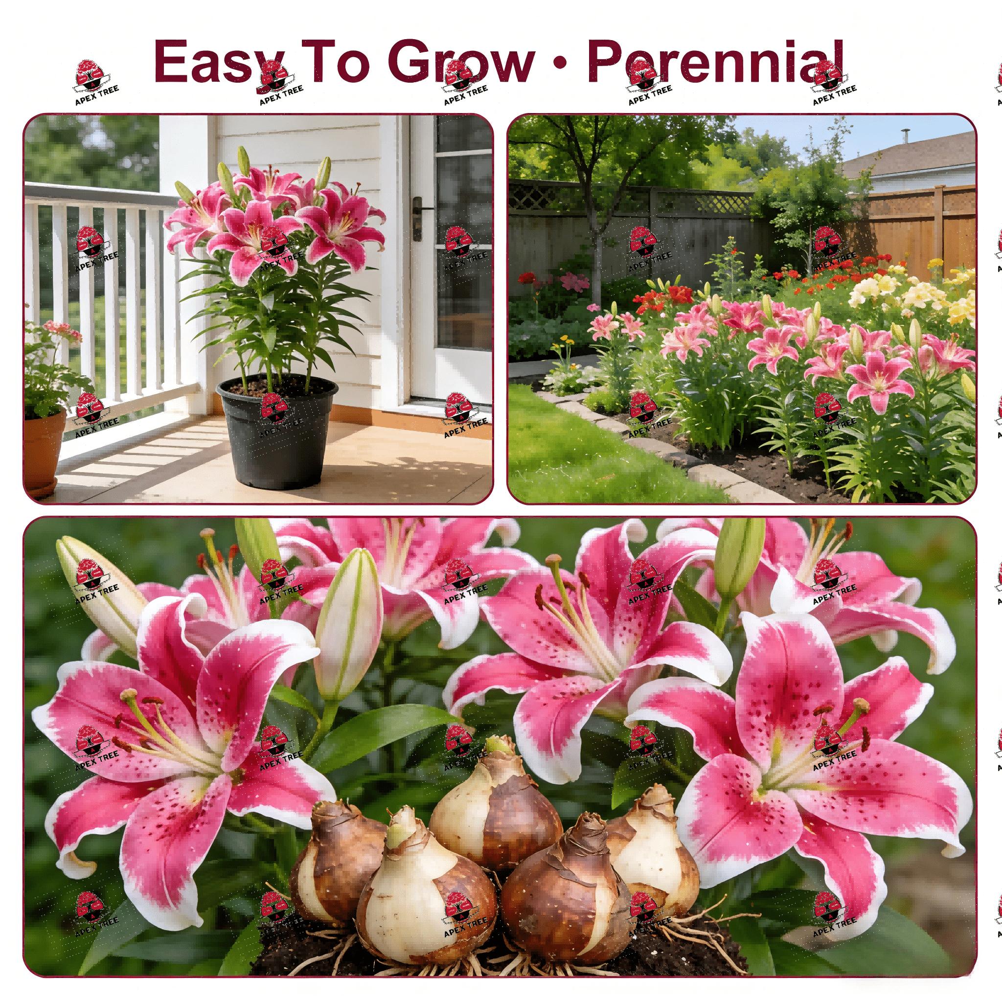 Starlily Bulb, Fragrant Pink White Flowers, Large Flower Lily, Easy to Grow Perennial Flower Bulb, Suitable for Home Garden Cut Flowers, USDA Hardy Zone 4-9
