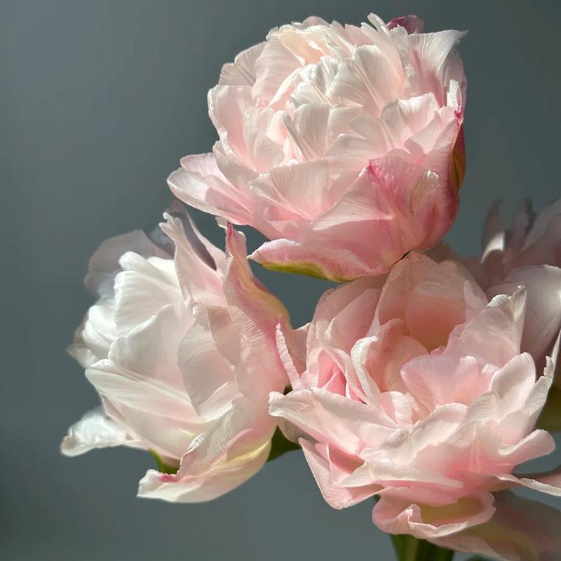 1 pack of tulip balls, hydroponics and soil growth, fresh decoration on the desktop, simple decorative flower balls that are easy to care for