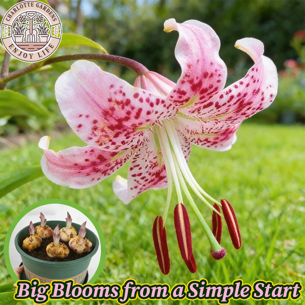 Blush Romantic Lily Bulbs | Classic pink and white flowers, fragrant and elegant in form. Easy-to-grow perennial bulbs add timeless beauty and a touch of romance to any garden or home