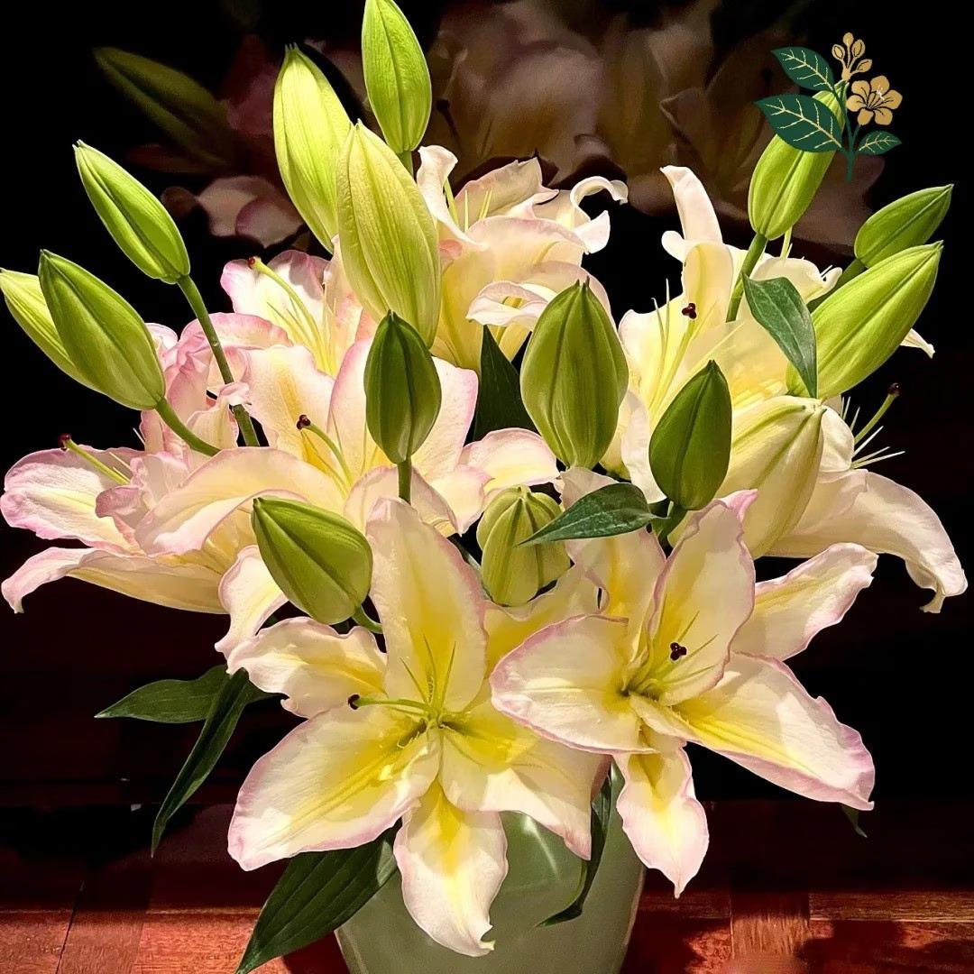 Rainbow lily bulbs, blooming flowers with yellow pink edges, easy to grow, suitable for home gardens and cut flowers