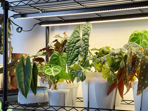 Barrina T5 Grow Lights with Black Cover, 4FT 160W (8 X 20W) with Magnetic Design, Full Spectrum, Plug and Play, Linkable, Yellow, 8 Packs Barrina T5 Grow Lights with Black Cover, 4FT 160W (8 X 20W) with Magnetic Design, Full Spectrum, Plug and Play, Linkable, Yellow, 8 Packs