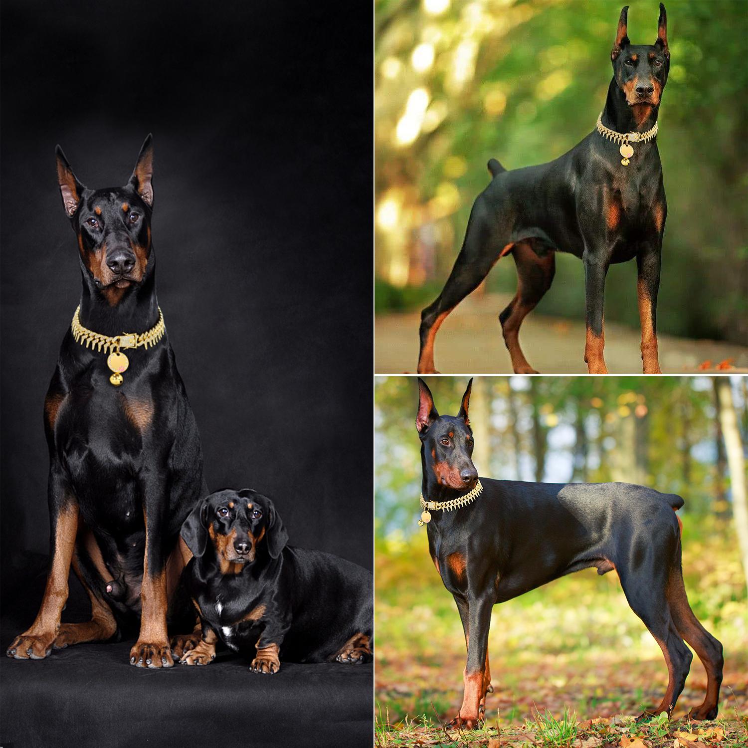 Rivet Cuban Link Dog Collar 13mm Gold Chain Dog Cat Collar with Design Secure Buckle Bling CZ Diamond Chain Dog Collars for Small Medium Large Dogs with Name Plate and Bell