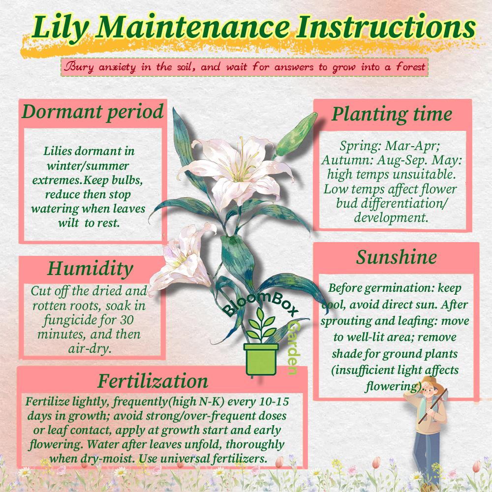 Double Petal Perfume Lily Bulbs, Fragrant Large Flower Ornamental Lily Bulbs, Year-Round Flowering Bulbs for Indoor Balcony Potted