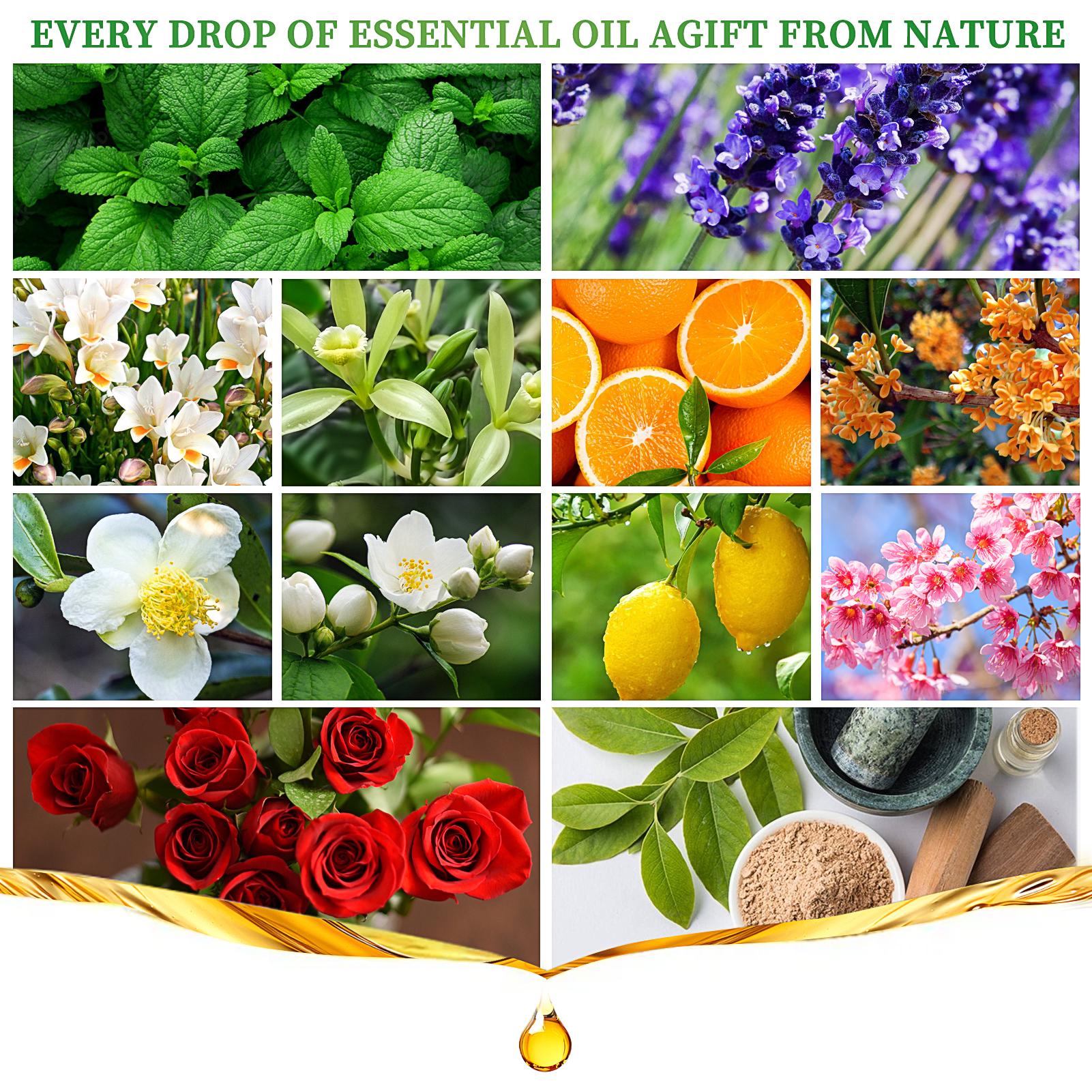 Essential Oils Set, 10 ML Bottles Set For Home Care, Fragrance, Humidifiers, Difusors & Aromatherapy Oils Set Gifts, Mint Leaf, White Tea, Lavender, Lemon, Orange, Osmanthus, Vanilla, Sakura, Rose, Freesia, Sandalwood, Jasmine