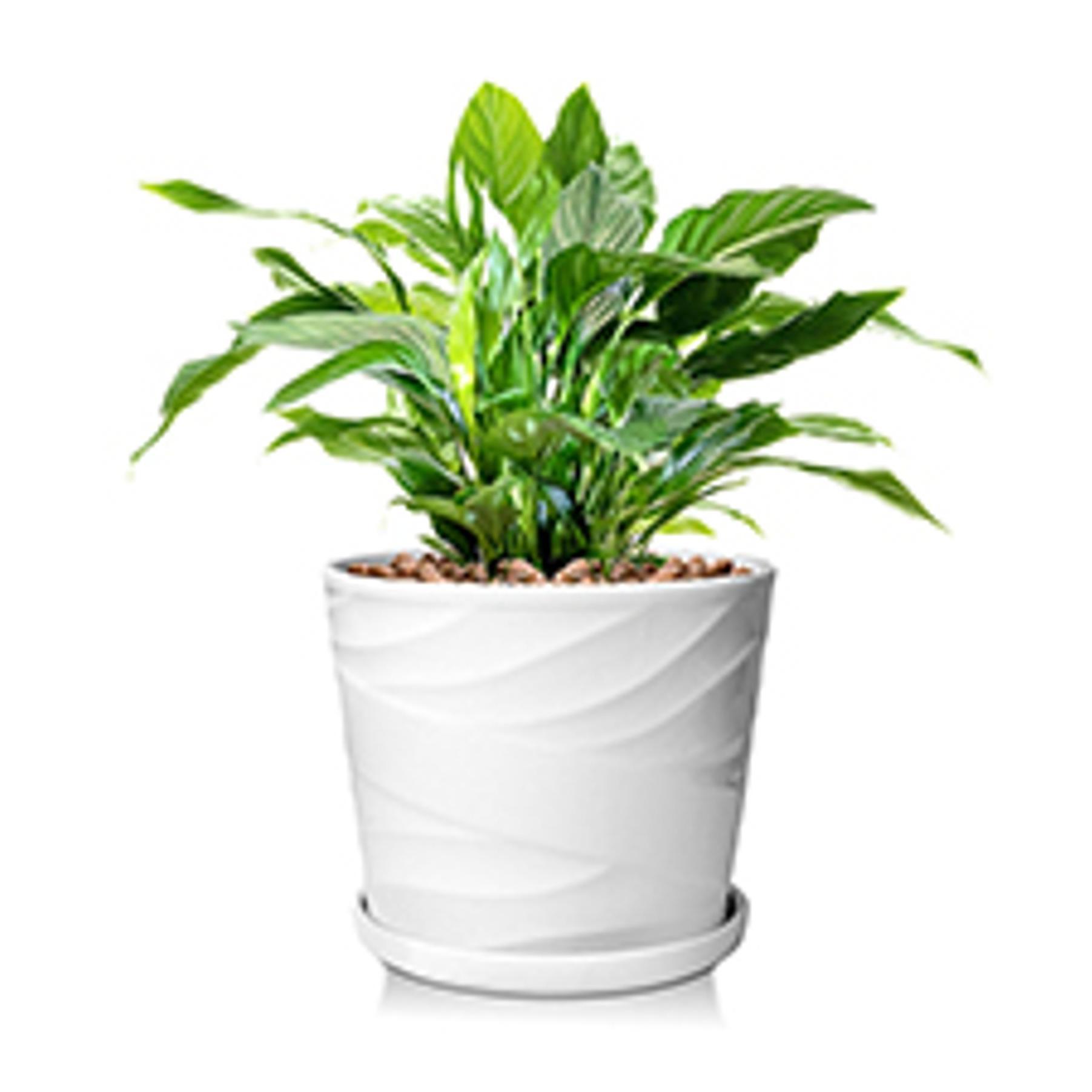 8 Inch Plant Pot,Ceramic Planter with Drainage and Saucer,Ceramic Pots for Plants,Indoor Plant pots,Ceramic Flower pots(Pure White)