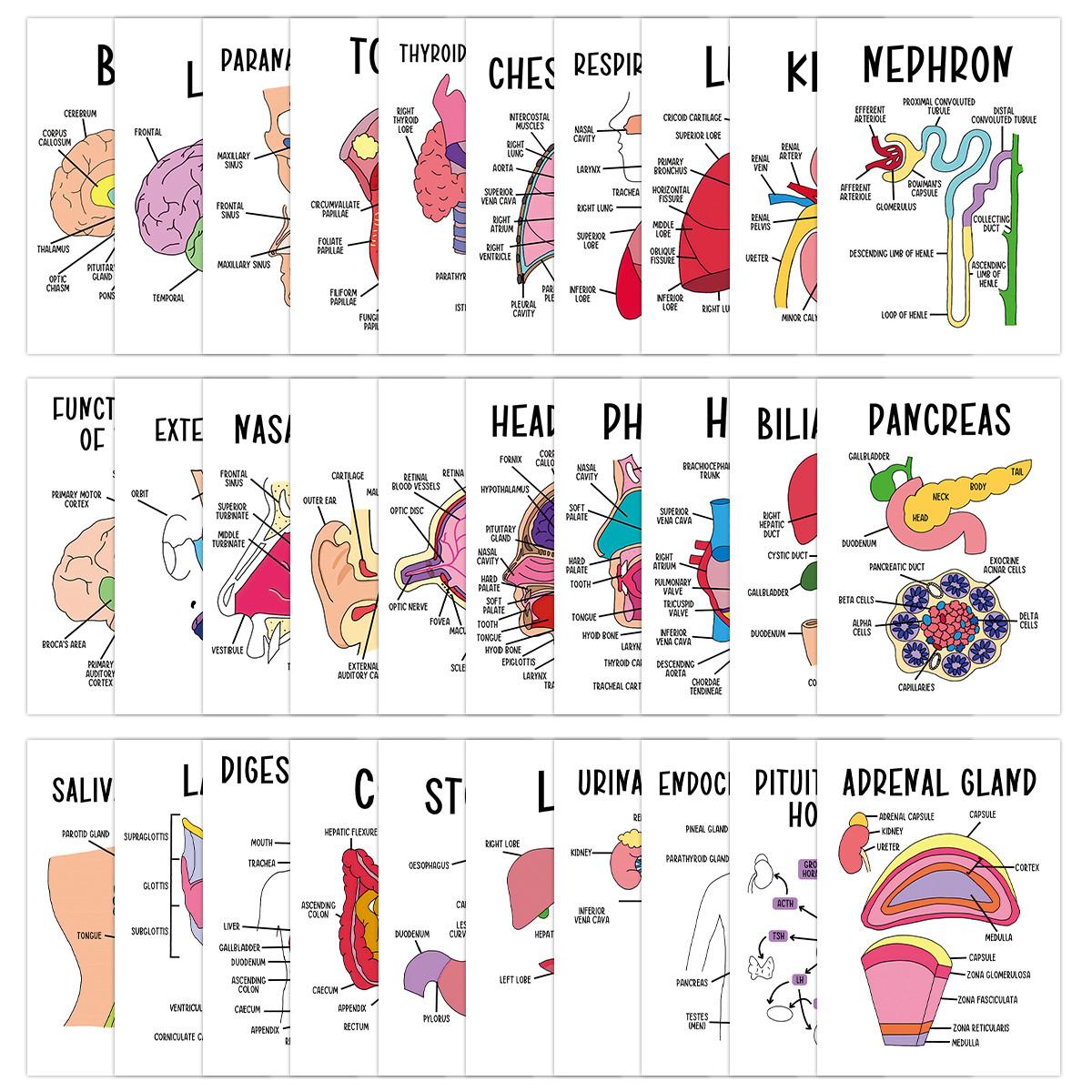 30pcs Anatomy Nursing Flashcards for Human Body Systems - Flashcards ...