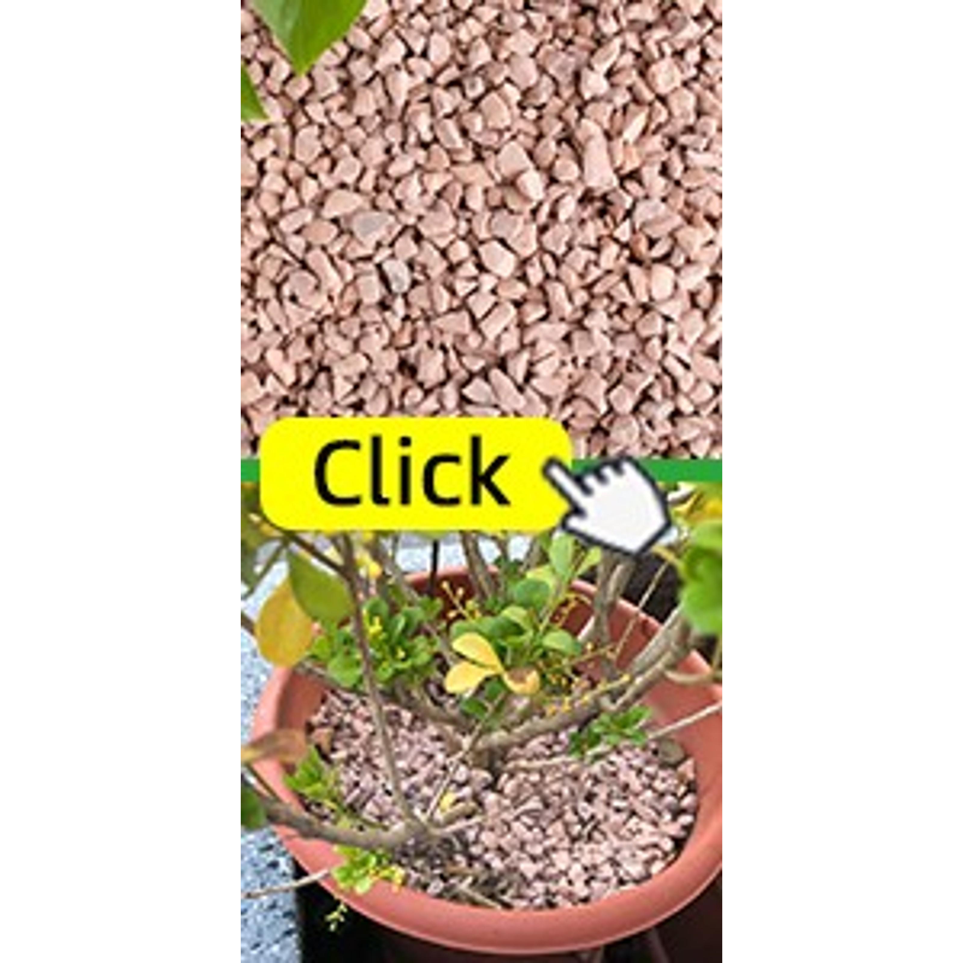 6-Pack Premium Organic Coco Coir Bricks - 100% Natural Coconut Husk Fiber, Planting & Gardening Potting Soil Substrate, Outdoor Garden Decor, Brick Pack