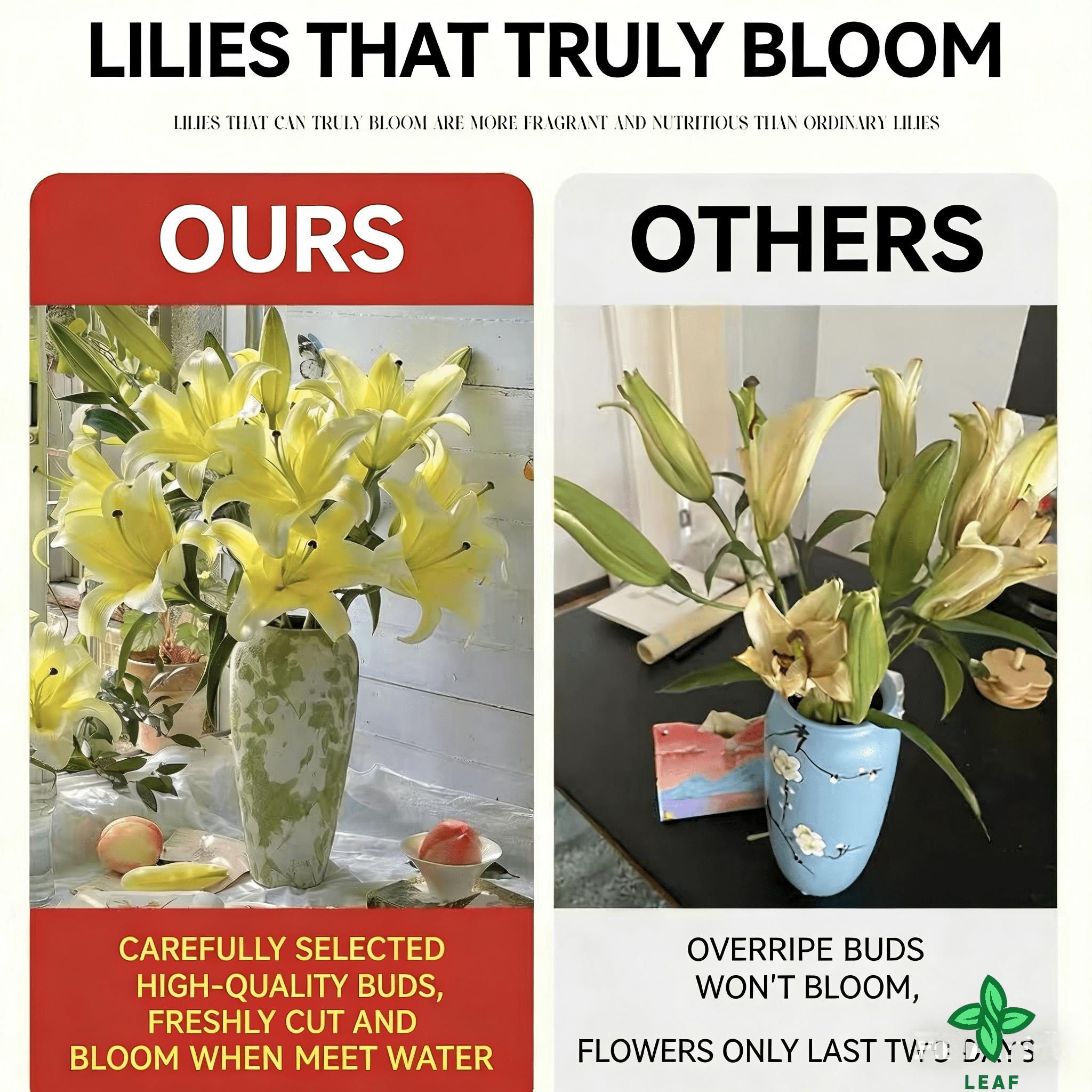 Yellow lily seeds are multicolored and have beautiful blooms and a strong smell. They have perennial bulbs that can bloom for many years after cultivation. Low maintenance costs make them suitable for garden decoration.