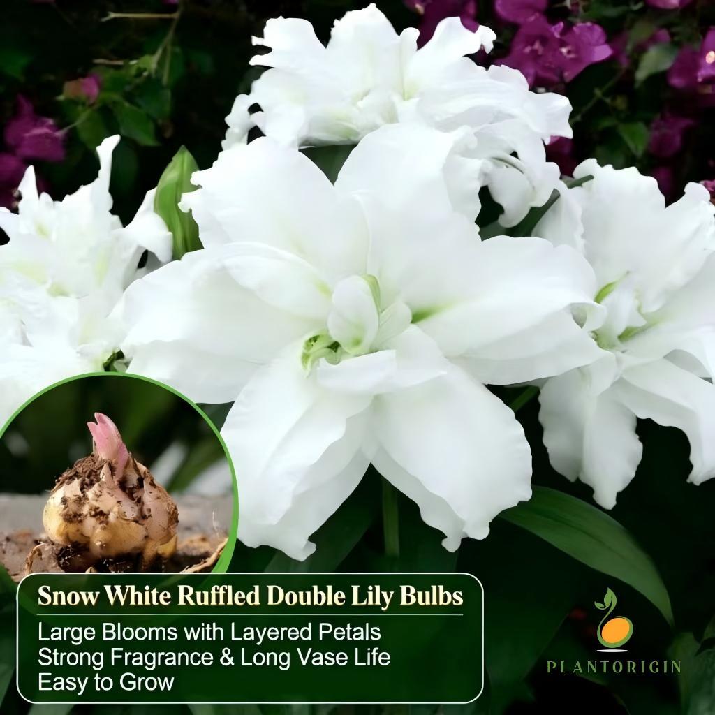 Dwarf White Fragrant Lily Bulbs - Exquisite pure white flowers, easy to grow, add elegance to your garden and home