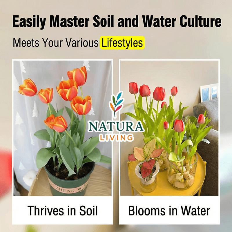 Premium Tulip Stems, Mixed Colors - Hydroponic and Soil Cultivation Compatible - Easy to Grow Perennial Flowers for Indoor Potting, Balcony and Outdoor Garden Decoration - Spring Gifts