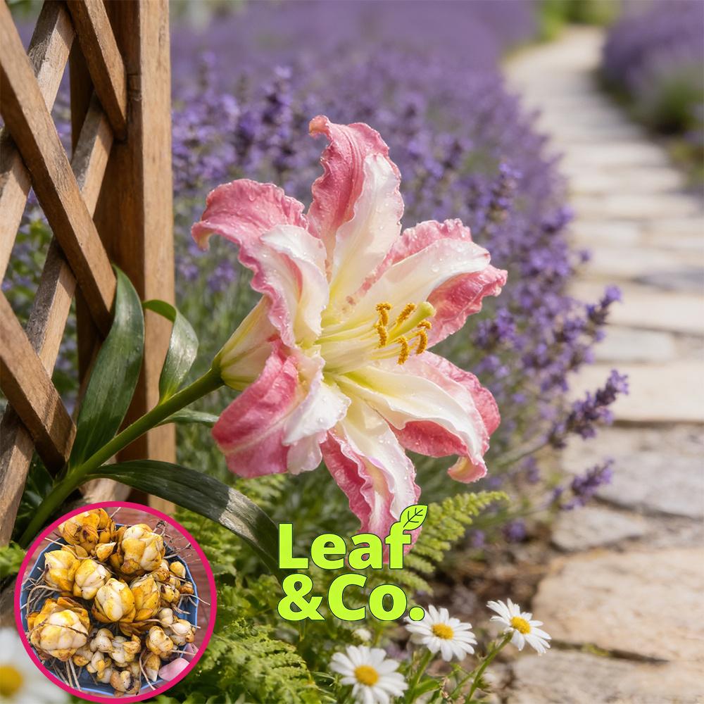 Lily bulbs - sweet red flowers - red roots - easy to grow all year round - outdoor garden planting