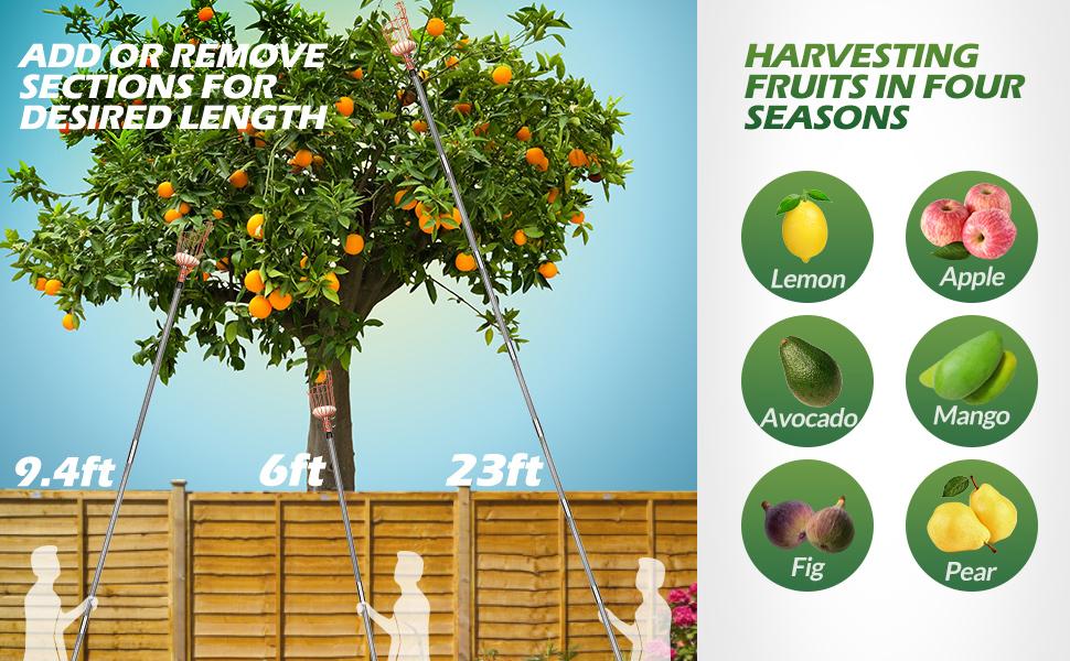 Walensee 23FT Fruit Picker, Adjustable Fruits Picker Tool with Fiberglass Pole, Big Basket and Storage Bag, Fruit Catcher Equipment Tree Picker for Lemons Apples Mango Orange Avocados Fruit Picking