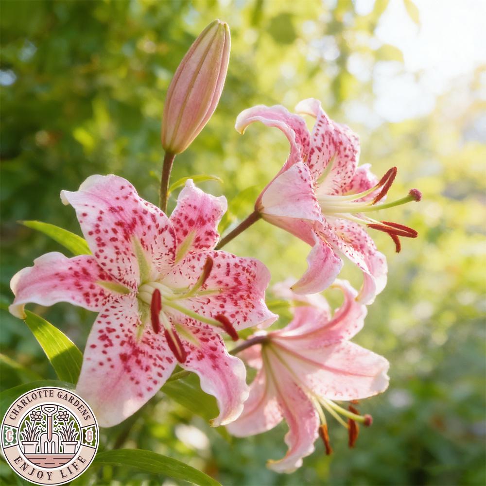 Blush Romantic Lily Bulbs | Classic pink and white flowers, fragrant and elegant in form. Easy-to-grow perennial bulbs add timeless beauty and a touch of romance to any garden or home