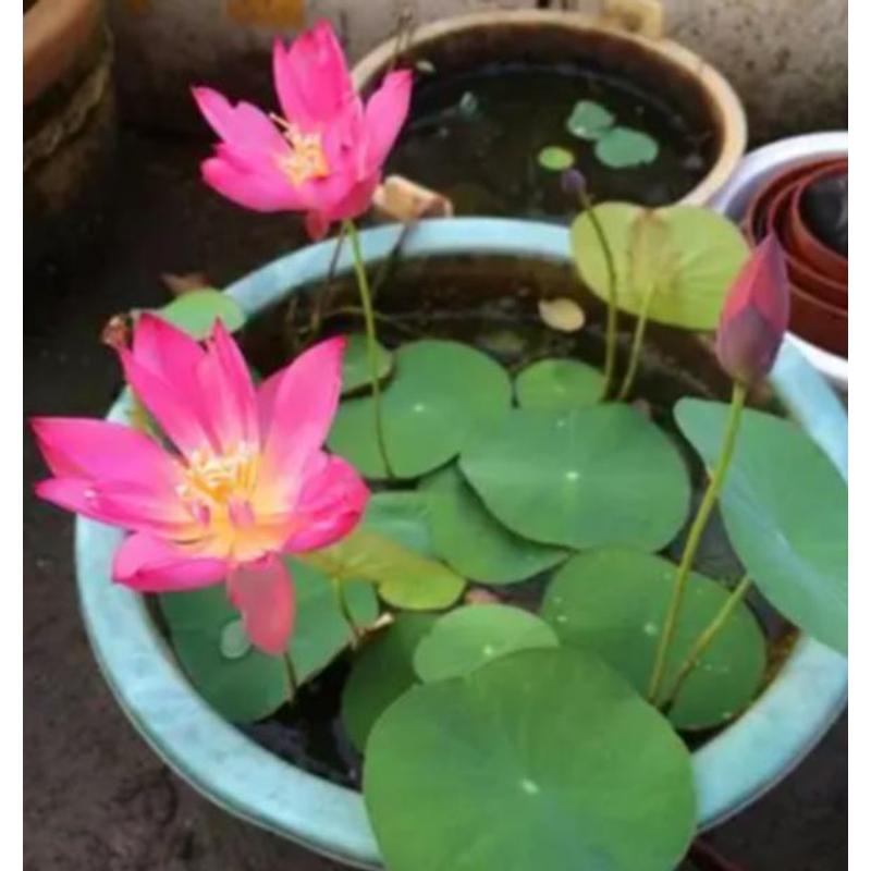 Potted lotus seeds, indoor water tank and balcony water features available, flexible planting