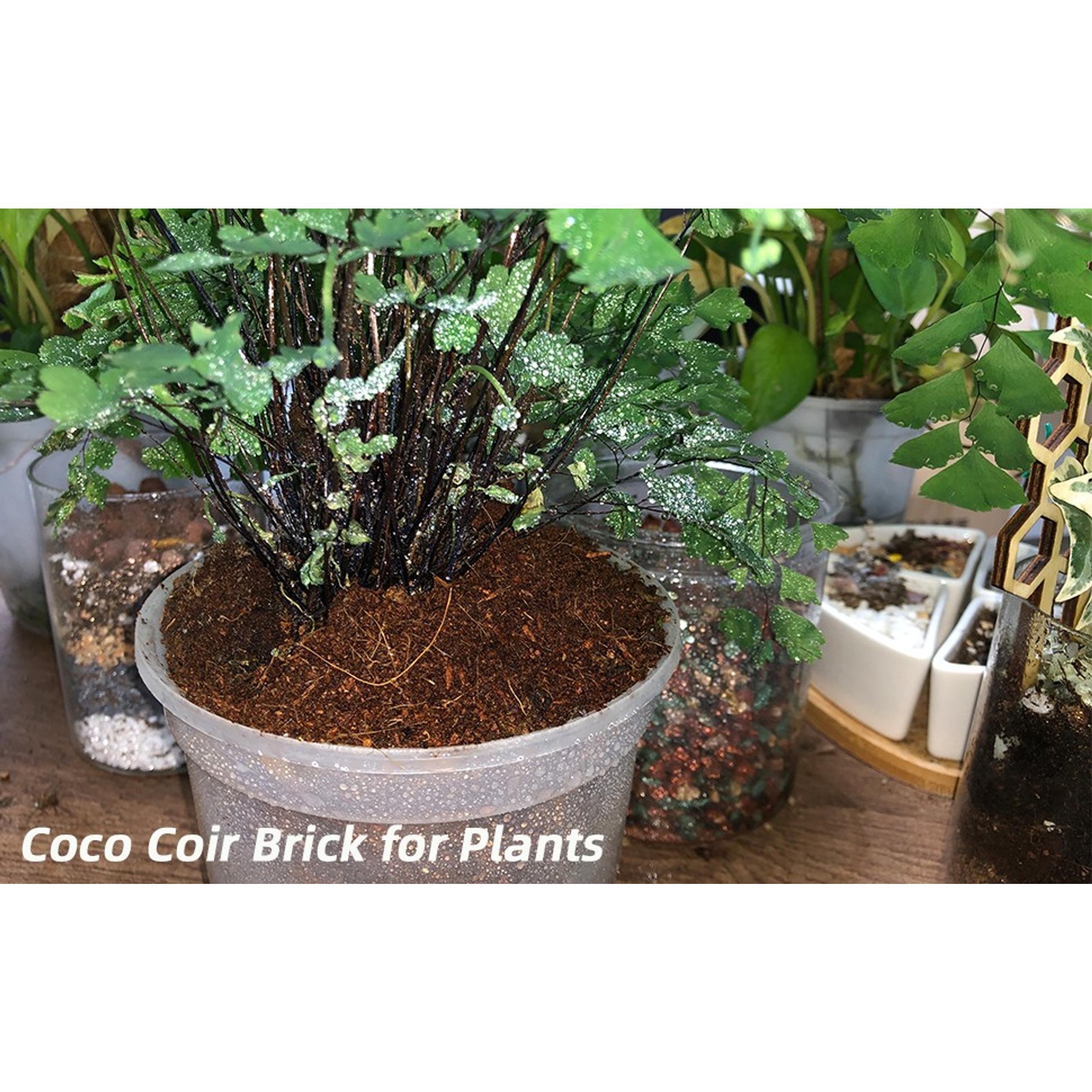 6-Pack Premium Organic Coco Coir Bricks - 100% Natural Coconut Husk Fiber, Planting & Gardening Potting Soil Substrate, Outdoor Garden Decor, Brick Pack 6-Pack Premium Organic Coco Coir Bricks - 100% Natural Coconut Husk Fiber, Planting & Gardening Potting Soil Substrate, Outdoor Garden Decor, Brick Pack