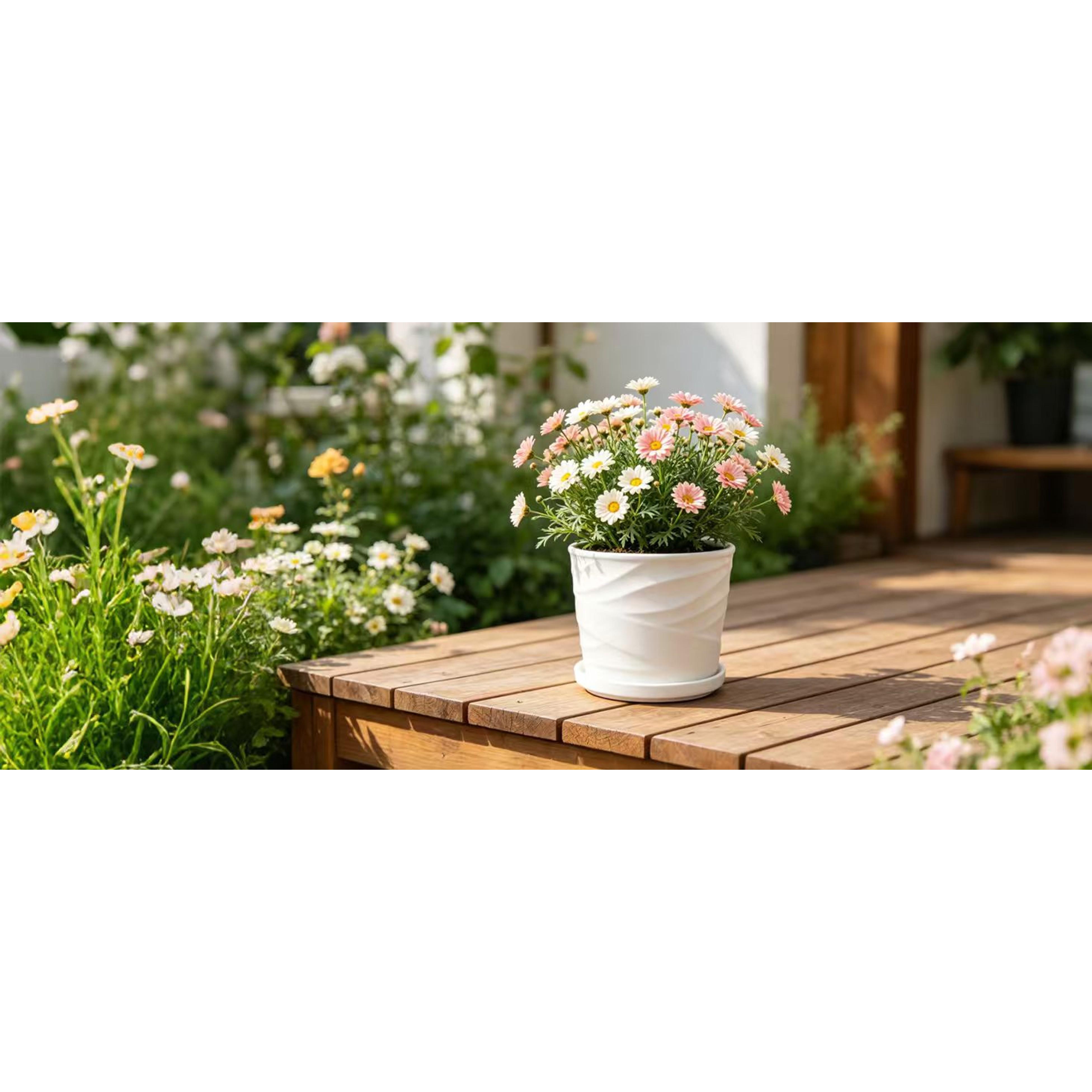 8 Inch Plant Pot,Ceramic Planter with Drainage and Saucer,Ceramic Pots for Plants,Indoor Plant pots,Ceramic Flower pots(Pure White)