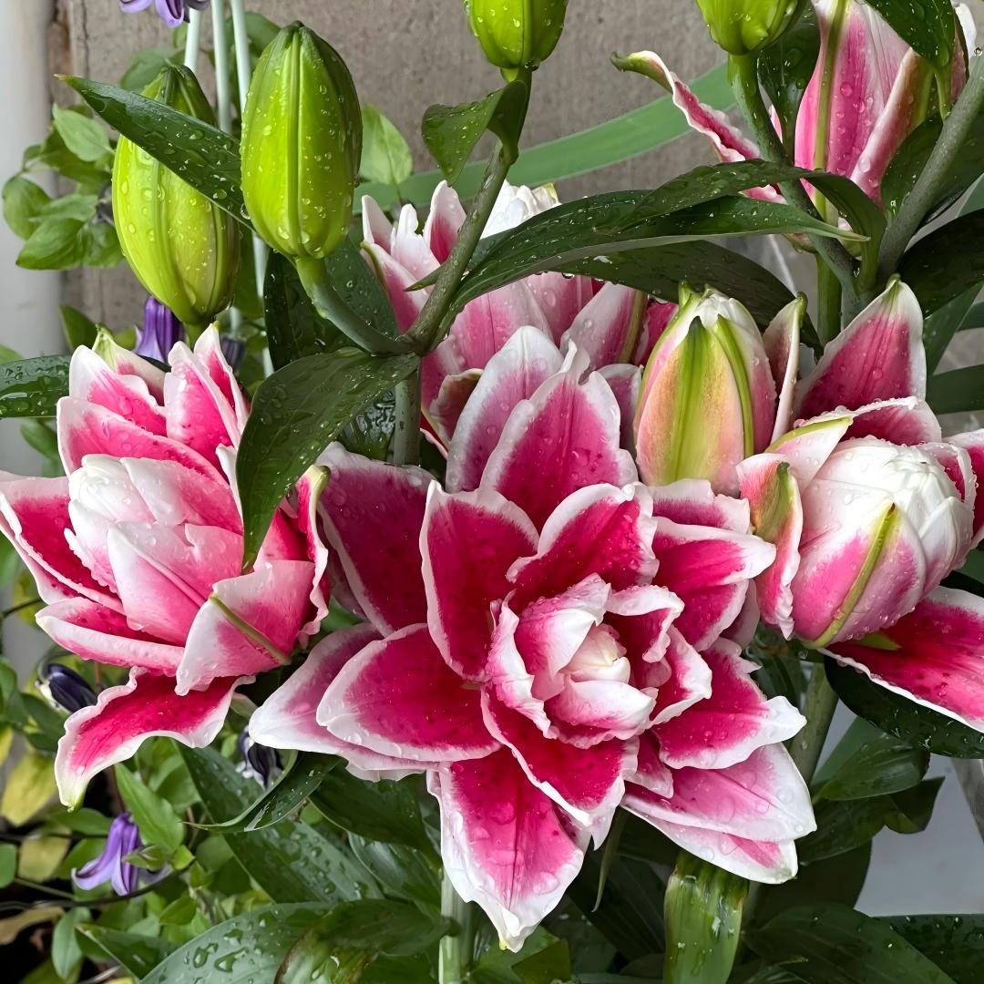 Pink Lily Bulbs - Hardy Perennial Horticultural Plant - Easy to Grow Indoors and Outdoors - Hardy and Multi-Season Flowering