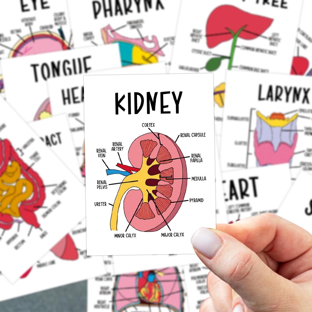 30Pcs Anatomy Flash Cards, Nursing Flashcards for Human Body Systems ...