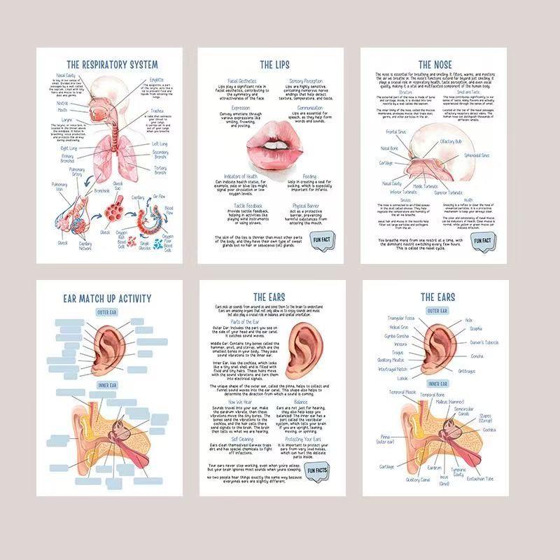 Human Anatomy Study Notebook, Visual Learning Content, Detailed Diagrams of Organs and Systems, Heart Structure, Blood Flow, Respiratory System