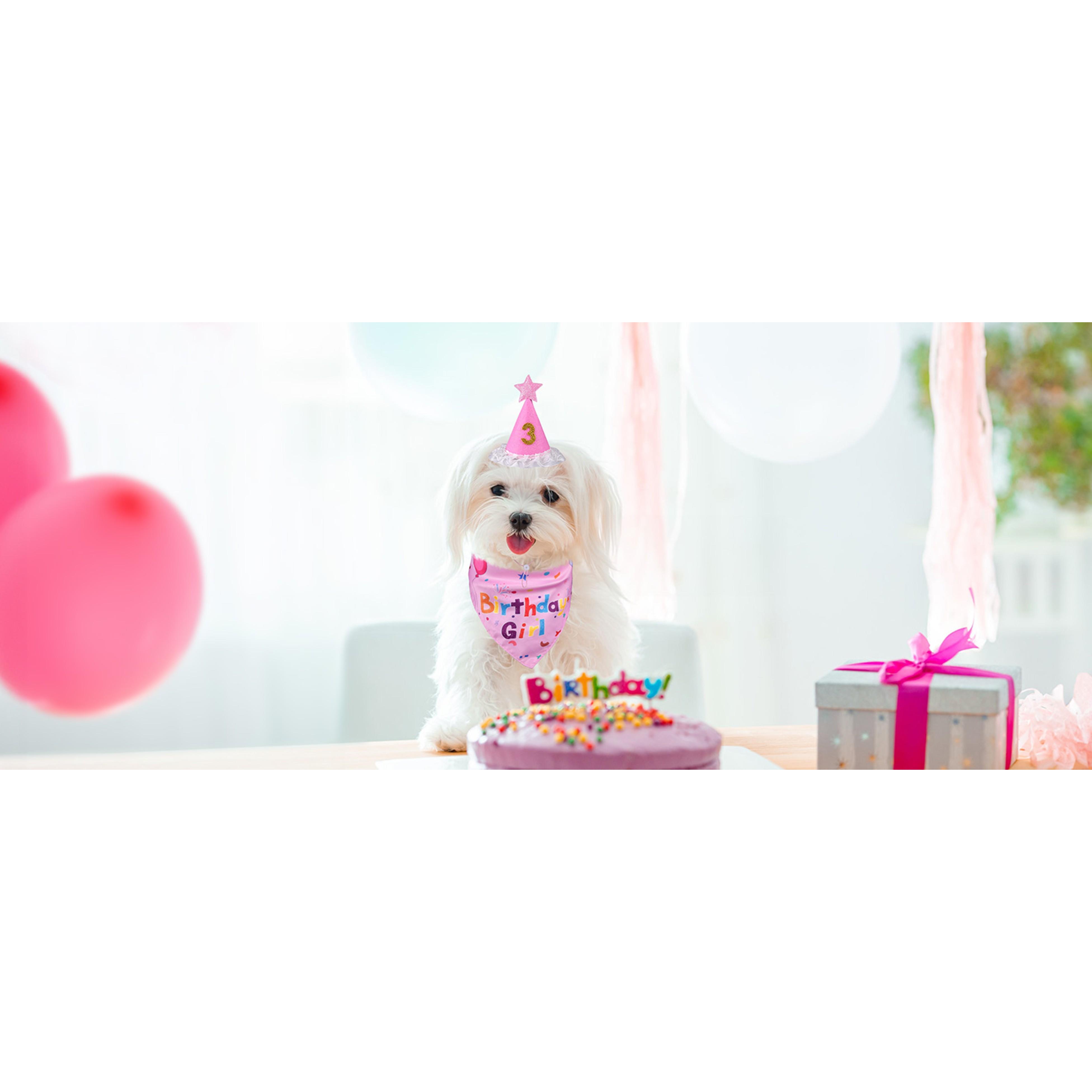 Fun Cotton Double-Sided Dog Birthday Party Supplies Set - Bandanas, Numbered Hat, Flag, Balloon, Photo-Ready Pet Outfit, Canine Dressing Up Gifts (27.5x18.1x18.1 inch Set, 3inch(Diameter)x4.4inch(Height) Components, Multi-Size for Small/Medium/Large Pets)
