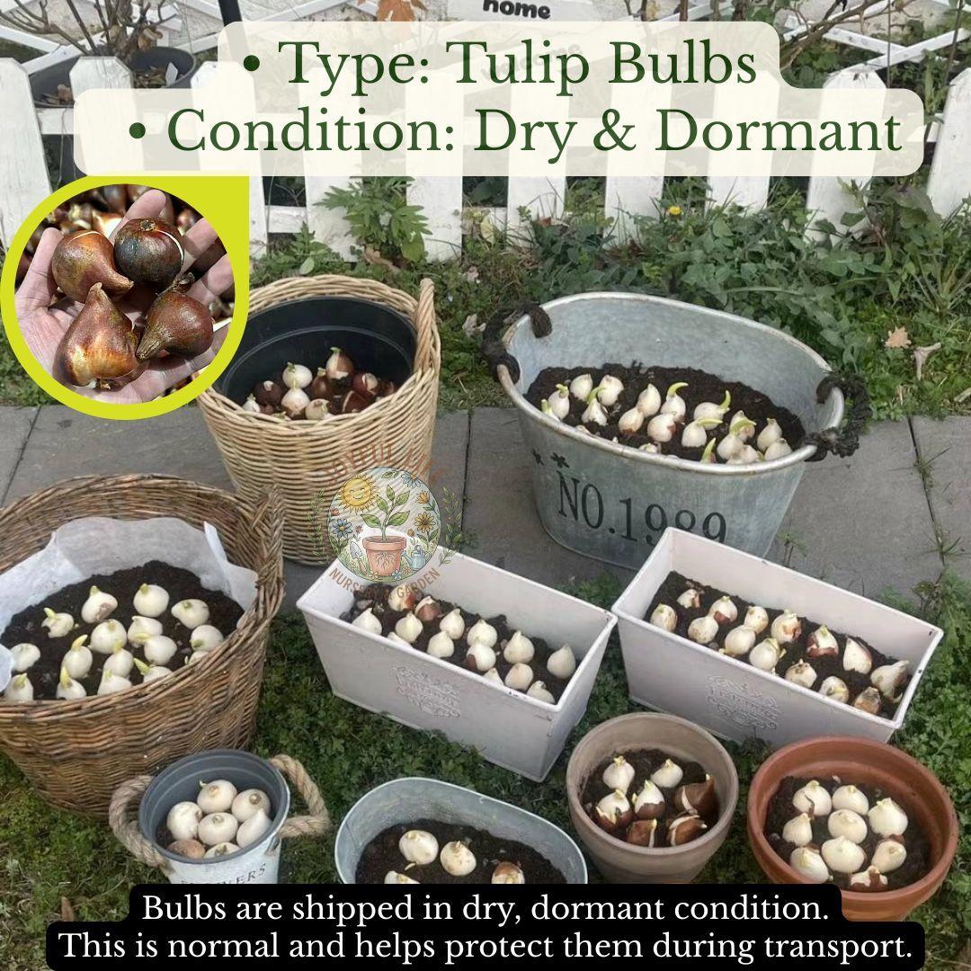 Premium high-sprouting tulip balls, easy-to-grow perennial rhizomes, low-maintenance indoor/outdoor flowers, ideal for balcony and garden gardening