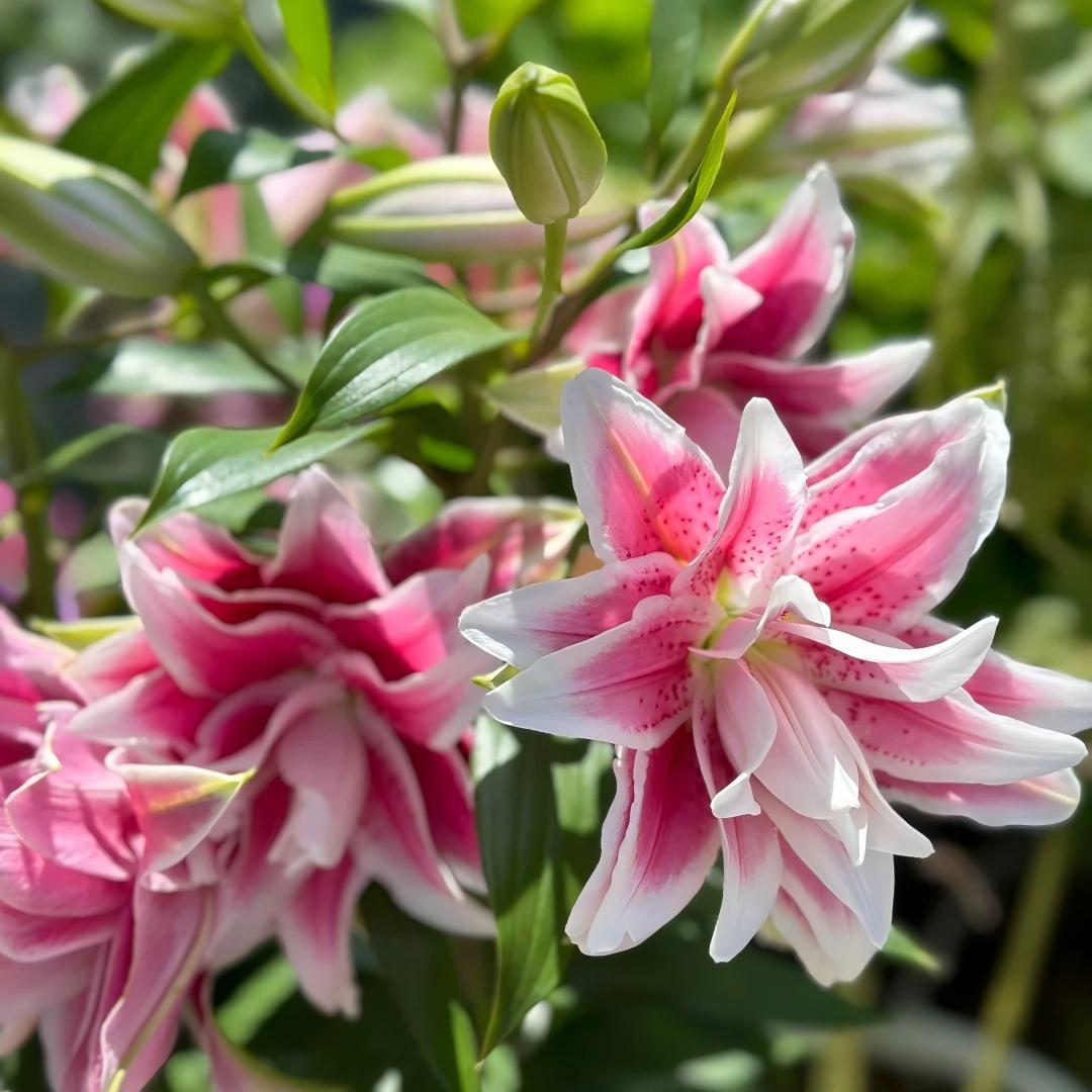 Pink Lily Bulbs - Hardy Perennial Horticultural Plant - Easy to Grow Indoors and Outdoors - Hardy and Multi-Season Flowering