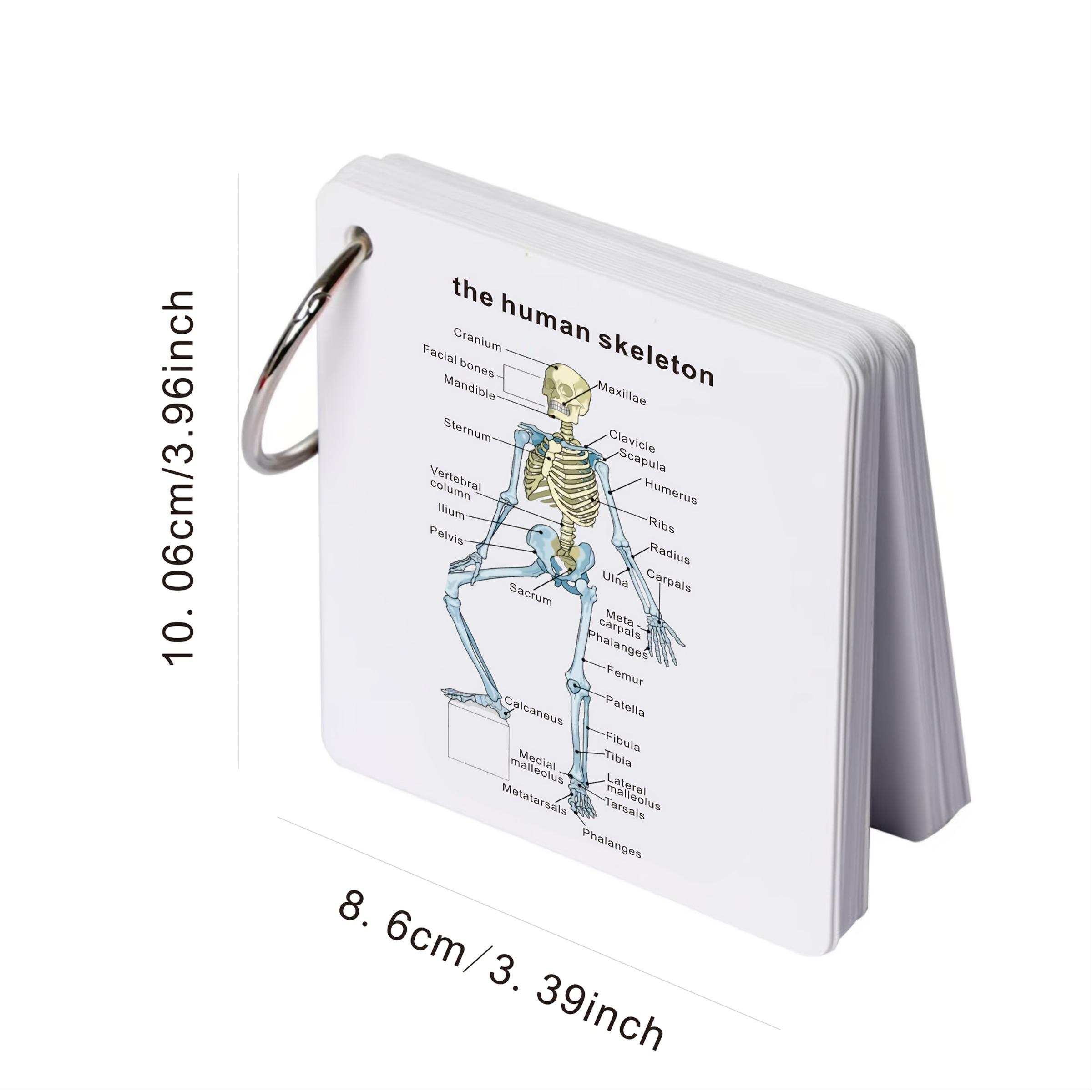 Anatomical Study Flashcards with Front and Back Views, Skeletal System Diagrams and Vocabulary Cards, Medical Learning Guide for Students, Doctors and Nurses, Nursing Flashcards