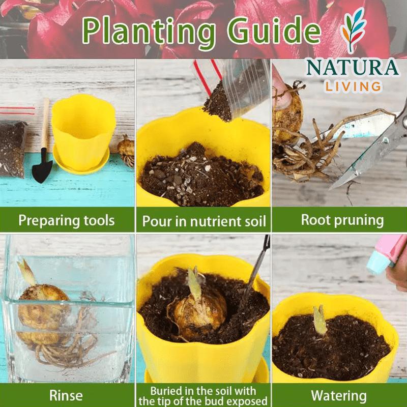 Pink Lily Bulbs - Hardy Perennial Horticultural Plant - Easy to Grow Indoors and Outdoors - Hardy and Multi-Season Flowering