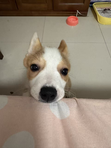 la ifu Lucky paw