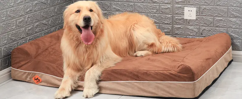 Product Introduction of Laifug Orthopedic Memory Foam Extra Large Dog Bed with double Pillow (50"x36"x10") Durable Water Proof Liner & Removable Washable Cover & Smart Design 36