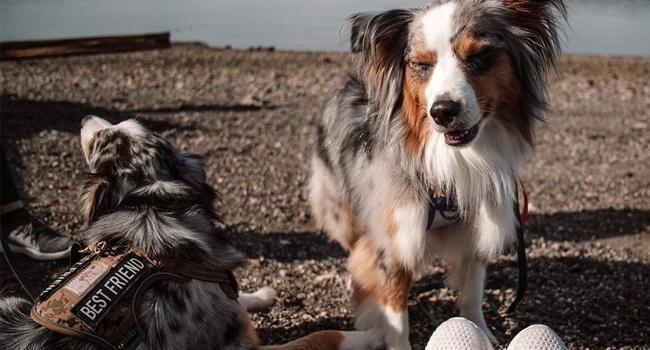 AUROTH Tactical Dog Harness for Small to Large Dogs , Durable Reflective Dog Harness, Easy to Control, Large Dogs No Pull Adjustable Pet Harness, Dog & Cat Accessories, Pet Supplies