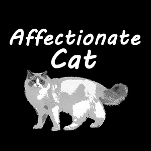 Affectionate cat