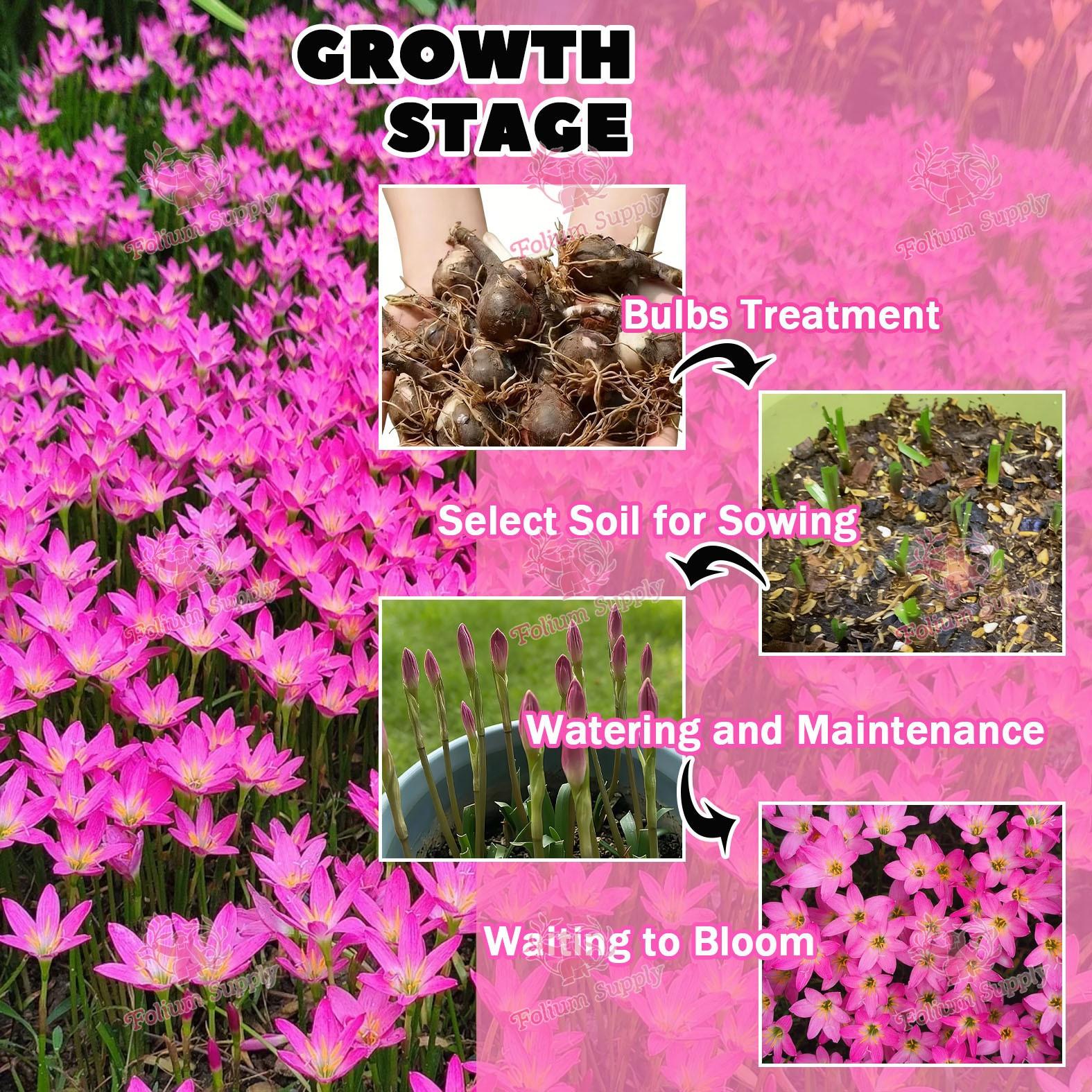 High-quality rain lily, colorful flowers, cost-effective, suitable for novice planting lazy bulb flowers, suitable for spring, summer and autumn, easy to cultivate, very suitable for outdoor planting in flower beds, gardens and outdoor areas