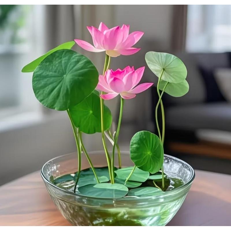 Ornamental lotus seeds, novice-friendly aquatic cultivation