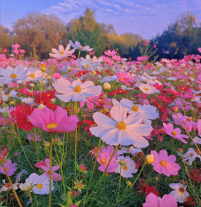 Sparkling Garden Seeds