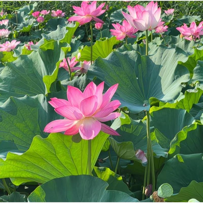 Ornamental lotus seeds, novice-friendly aquatic cultivation