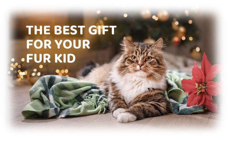 Bear Shape 3-in-1 Pet Steam Brush, Self-Cleaning Dog Cat Grooming Tool with Spray & Massage for Shedding Control Removal