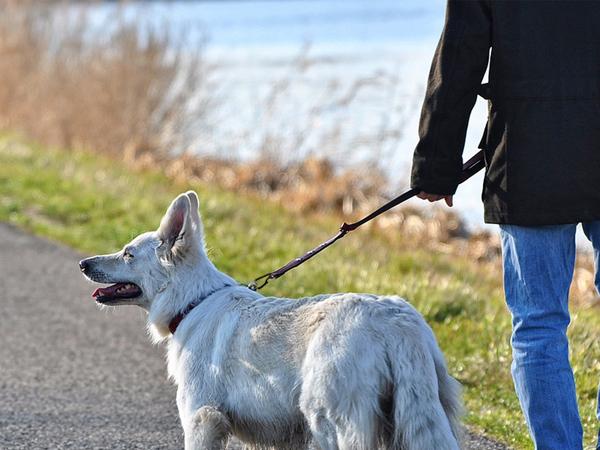 PJYTAC Titanium Keychain Carabiner for Keys Titanium Key Clip Key Rings Heavy Duty Split Keyrings Titanium