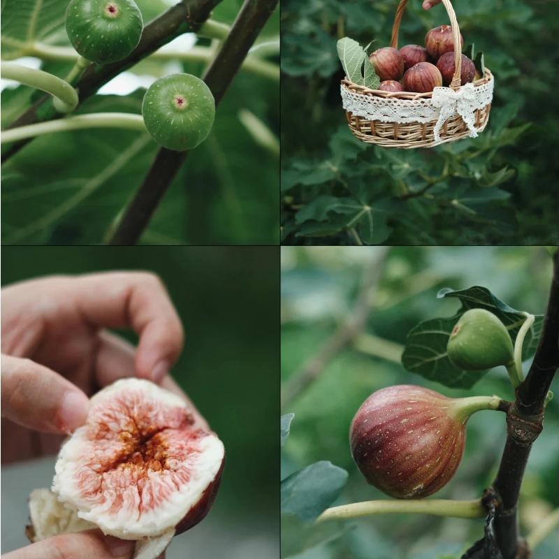 Fresh Fig Tree Sapling – Healthy Bare Root, Drought-Tolerant & Fast-Growing – Low-Maintenance Fruit Tree for Home Gardeners – Grows Well in Pots or Ground Compact Live Plant Gardens