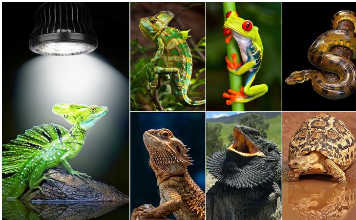 High Intensity UVB Reptile Light Bulb 5W 5.0 6W 10.0 Full Spectrum UVA UVB for Reptiles simulating Sunlight Promote Synthesis of Vitamin D3 in Reptile Pets for Turtle,Lizard,Bearded Dragon,Spider