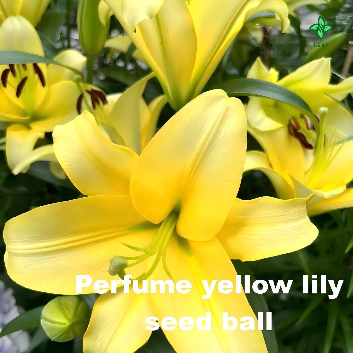 Yellow lily seeds are multicolored and have beautiful blooms and a strong smell. They have perennial bulbs that can bloom for many years after cultivation. Low maintenance costs make them suitable for garden decoration.